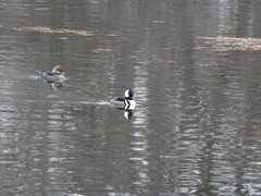 Lophodytes cucullatus