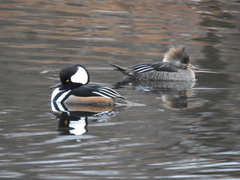 Lophodytes cucullatus