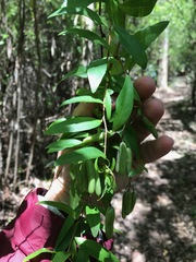Billardiera floribunda