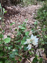 Xanthosia rotundifolia