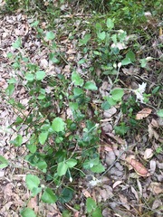 Xanthosia rotundifolia