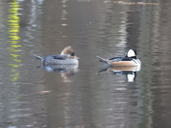 Lophodytes cucullatus