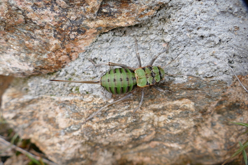 Fat-bellied Saddle Bush-cricket