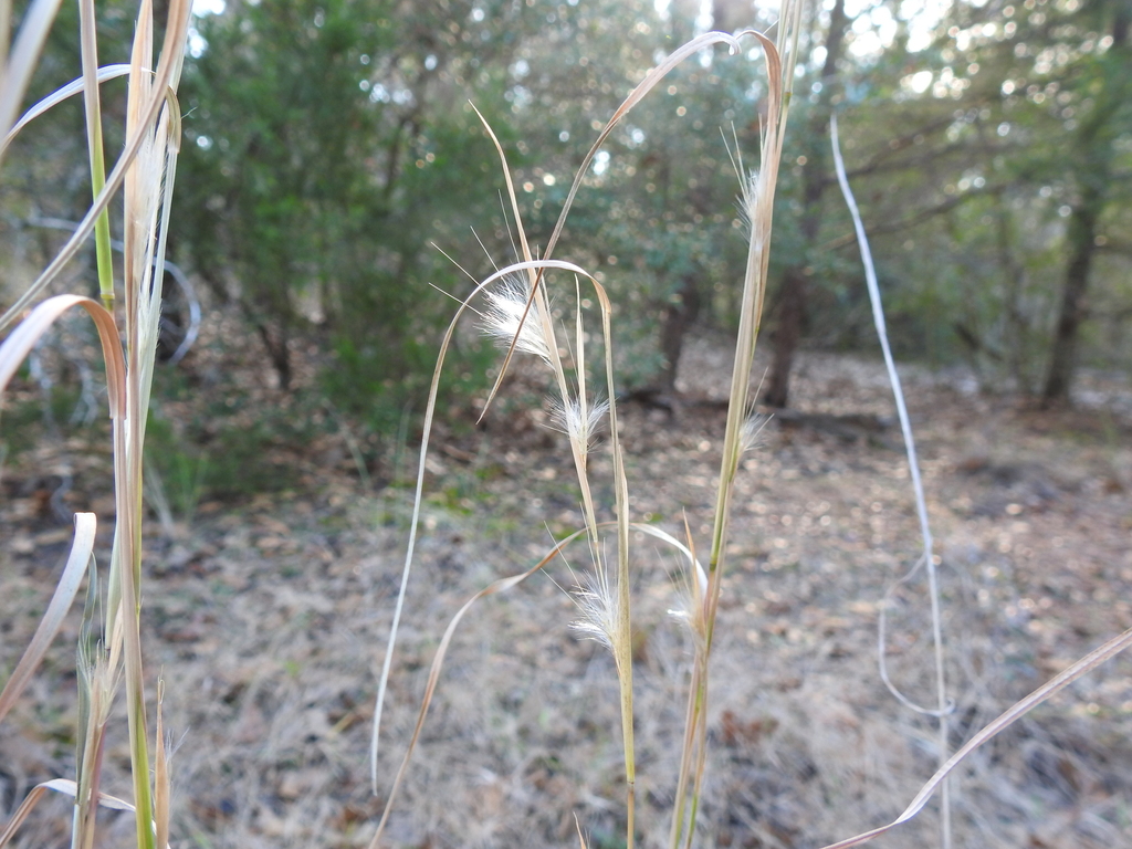 broomsedge bluestem from Bastrop County, TX, USA on December 13, 2018