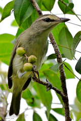 Vireo magister