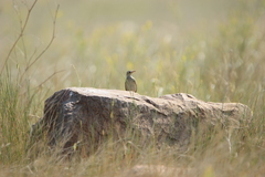 Anthus spragueii