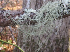 Usnea trichodea