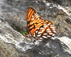 Dione glycera