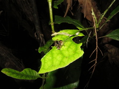 Hemiandrus pallitarsis