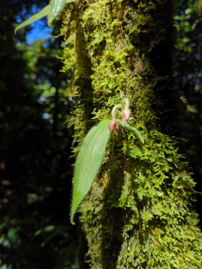 Ponthieva maculata