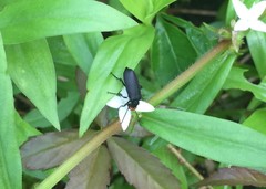 Epicauta atrata