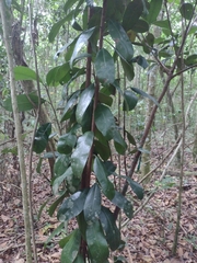 Manilkara bidentata, photograph (c) Avery Fae, some rights reserved (CC BY)