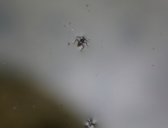 Gerromorpha