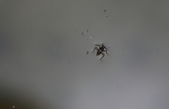 Gerromorpha