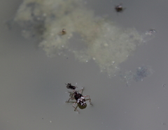 Gerromorpha