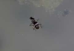 Gerromorpha