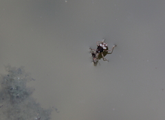 Gerromorpha