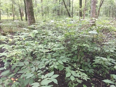 Lindera melissifolia