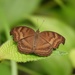 Chocolate Pansy - Photo (c) CheongWeei Gan, some rights reserved (CC BY-NC), uploaded by CheongWeei Gan