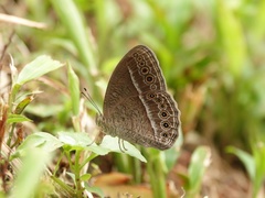 Mycalesis janardana
