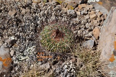 Echinofossulocactus zacatecasensis