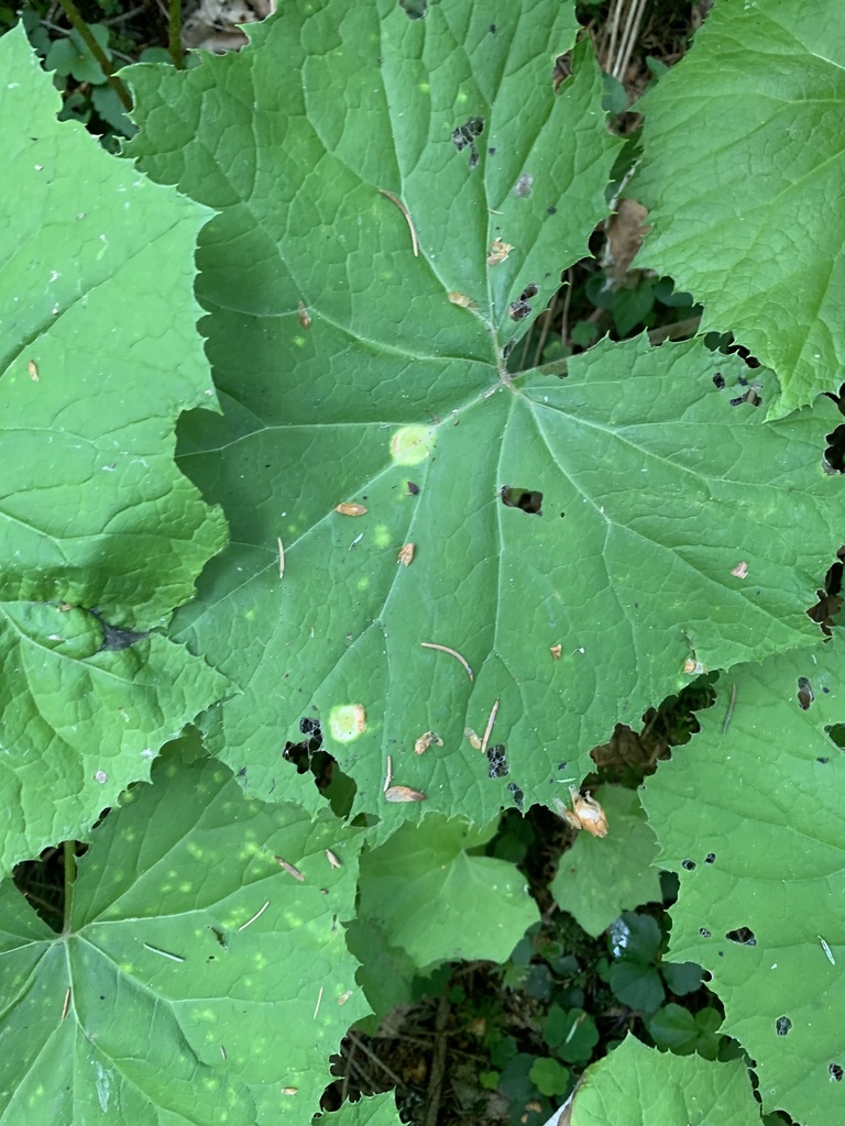 Uromyces veratri