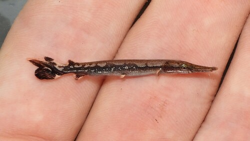Gar (Lepisosteus osseus) — Lepisosteidae — 2