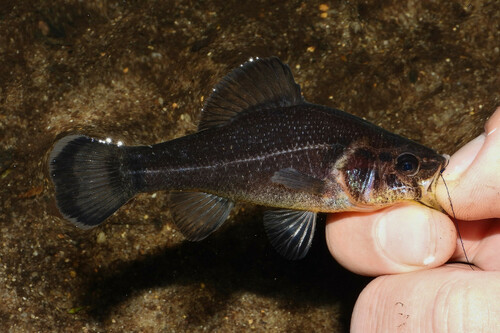 Yellowbelly Pirate Perch