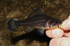 Pirate Perch photo 2