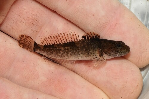 Blue Ridge sculpin (Cottus caeruleomentum) — Cottidae — 2