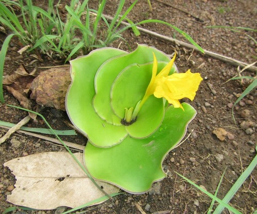 Costus spectabilis