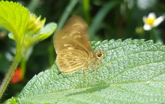 Callimormus interpunctata