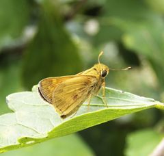 Atalopedes campestris huron