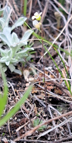 Yukon Draba (Draba yukonensis)
