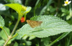 Callimormus interpunctata