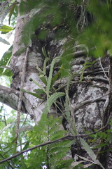 Epiphyllum phyllanthus
