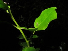 Amphineurus hudsoni