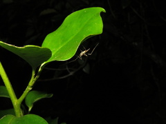 Amphineurus hudsoni
