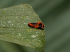 Coryptilum klugii