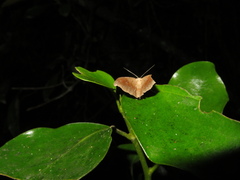 Sarisa muriferata