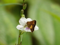 Oriens paragola