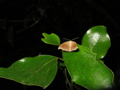 Sarisa muriferata
