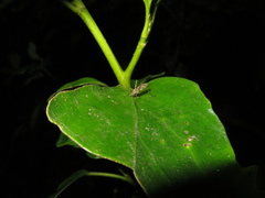 Amphineurus hudsoni