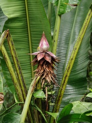 Musa violascens