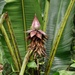 Musa violascens - Photo (c) CheongWeei Gan, some rights reserved (CC BY-NC), uploaded by CheongWeei Gan