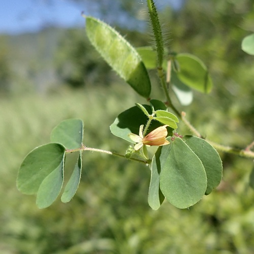 Image of Chamaecrista absus by (c) Sue Carnahan, some rights reserved (CC BY)