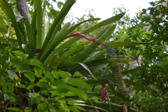 Aechmea setigera