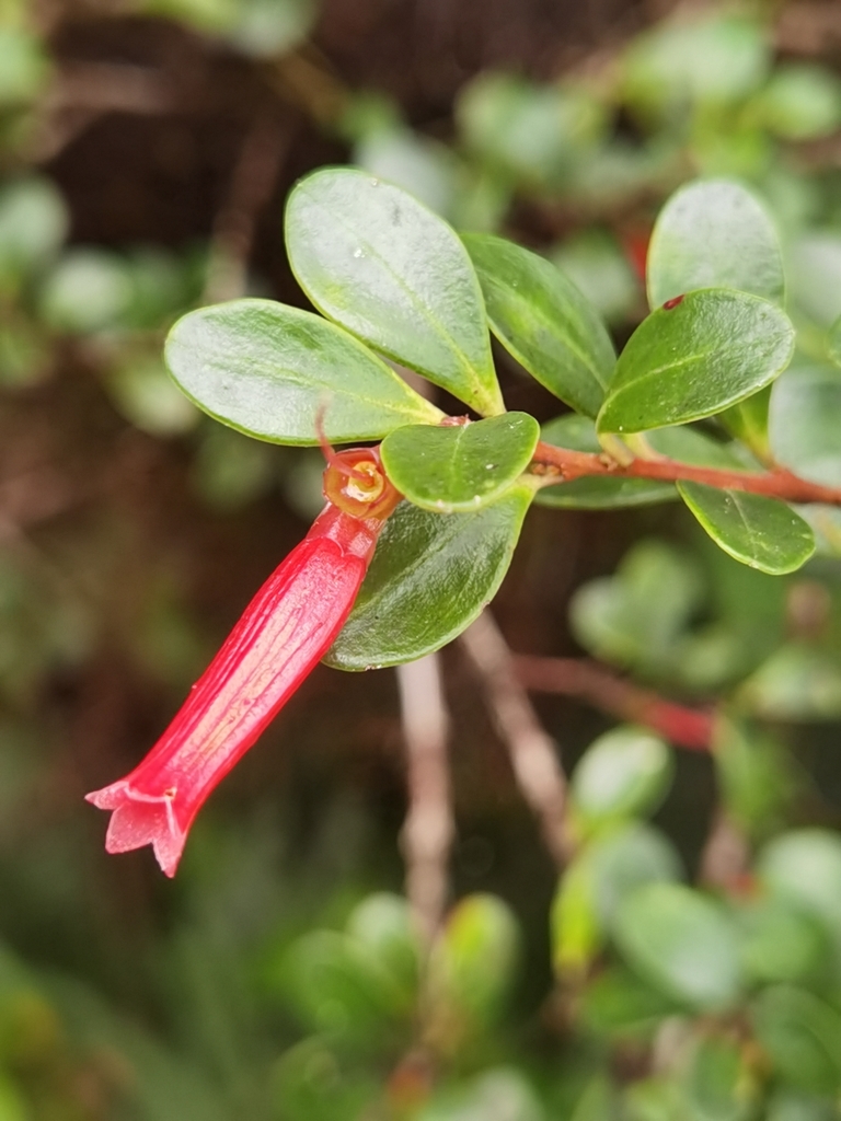 Gonocalyx pterocarpus