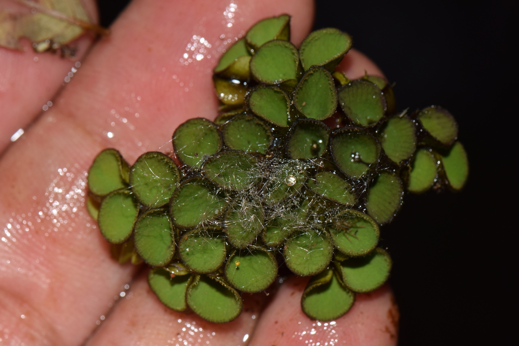 Salvinia sprucei