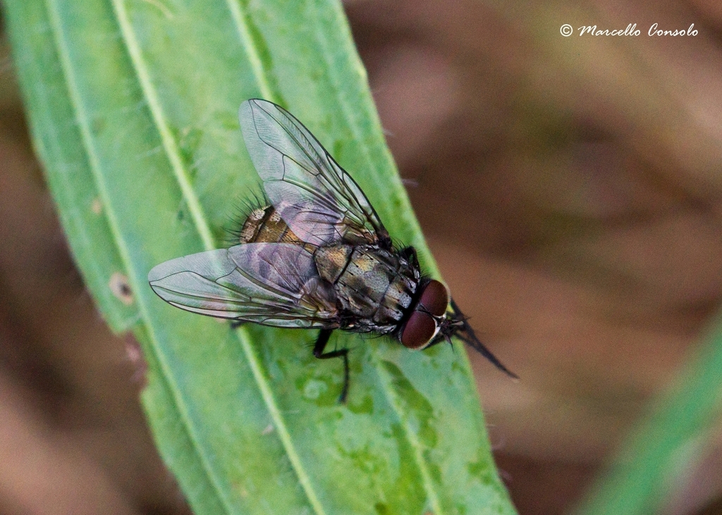 Dasyphora